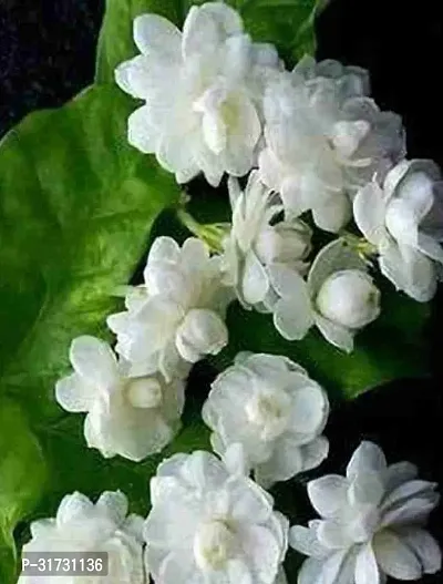 Jasmine Plant with Pot - Ideal for Home and Garden-thumb0