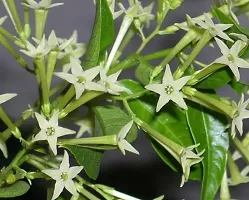 Healthy Jasmine Plant - Perfect for Any Room-thumb4