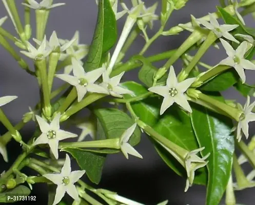 Healthy Jasmine Plant - Perfect for Any Room-thumb5