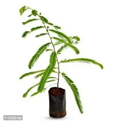 Amla Plant Sapling - Starter Pack-thumb5