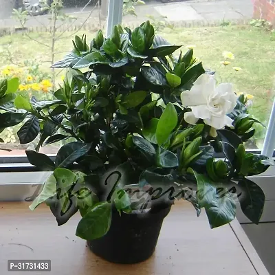 Potted Jasmine Plant - Ideal for Patios and Balconies-thumb0