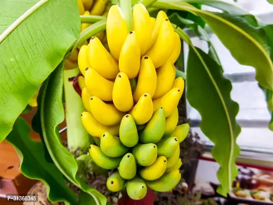 Live Tropical Banana Plant - Perfect for Warm Climates-thumb0