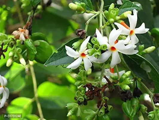 Fast-Growing Jasmine Plant in Planter-thumb0