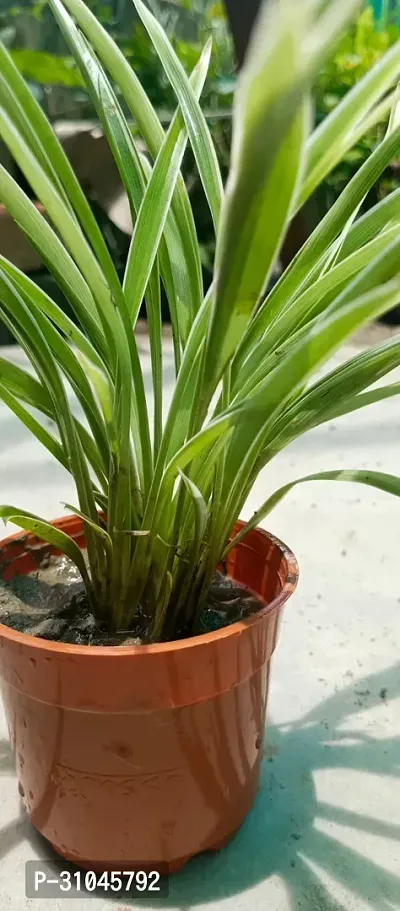 Spider Plant - Perfect Indoor Plant for Fresh Air-thumb3