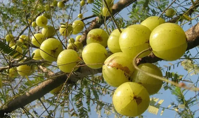 Compact Gooseberry Plant - Amla Variety-thumb0