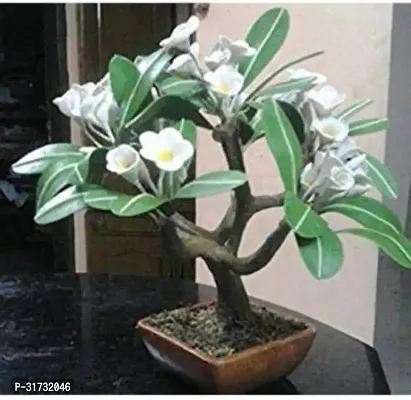 Premium Jasmine Plant with Flowers-thumb0