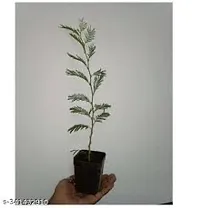 Kumubon Shami Plant for Calm Spaces-thumb3