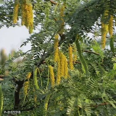 Prosopis Cineraria with Organic Soil-thumb0