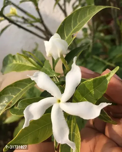 Jasmine Plant for Indoor Decor - Beautiful and Aromatic-thumb0