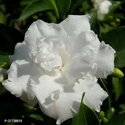 Double Layered Jasmine Plant in Pot-thumb2