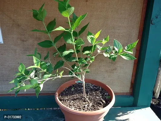 Healthy Jasmine Plant - Beautiful and Fragrant-thumb0