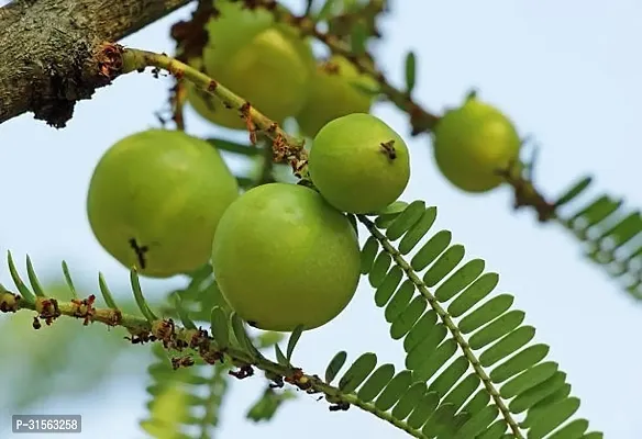 Healthy Amla Shrub - Boosts Immunity-thumb0