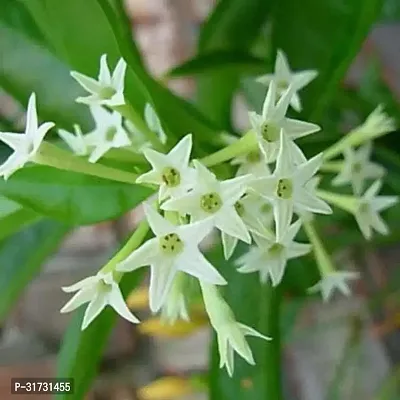 High-Quality Jasmine Plant for Gifting-thumb2