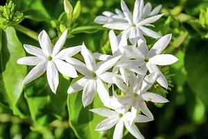 Jasmine Plant with Pot - Adds Beauty and Aroma-thumb3