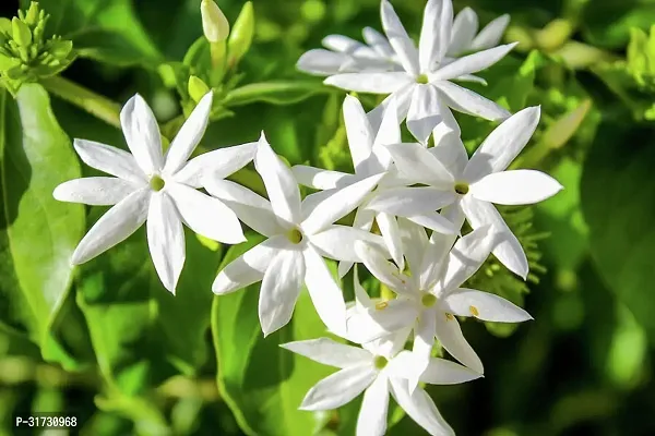 Jasmine Plant with Pot - Adds Beauty and Aroma-thumb4