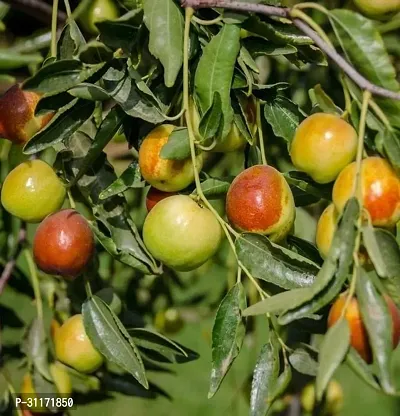 Juicy Ber Apple Plant - Fresh from Garden-thumb0