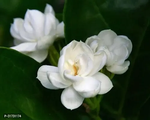 Healthy Jasmine Plant - Perfect for Indoor Spaces-thumb0