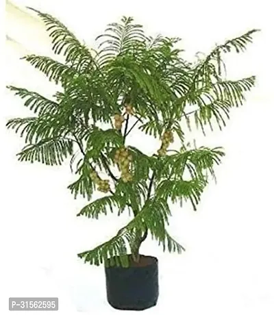 Compact Amla Plant - Fits Small Spaces-thumb0