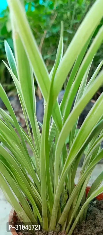 Pet-Friendly Spider Plant - Indoor Greenery-thumb2