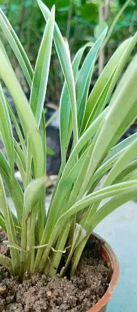 Pet-Friendly Spider Plant - Indoor Greenery-thumb1