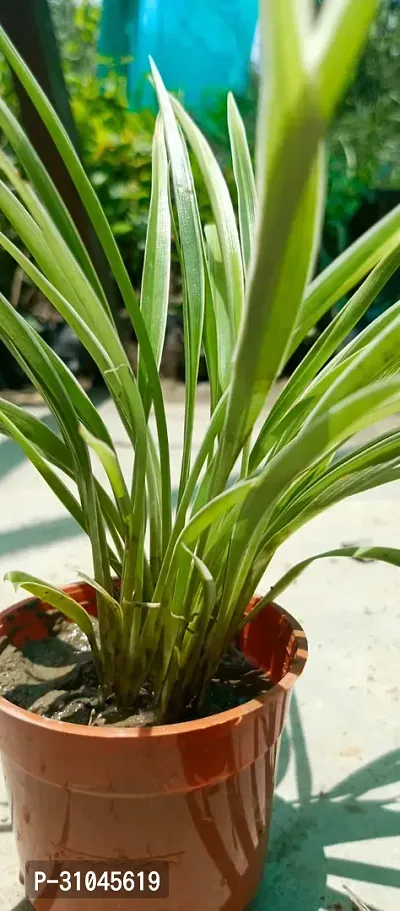 Spider Plant with Pot - Low Maintenance Indoor Greenery-thumb3