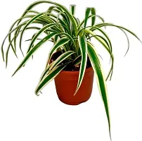 Healthy Spider Plant - Beautiful Indoor Decor-thumb1