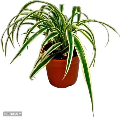 Healthy Spider Plant - Beautiful Indoor Decor-thumb2