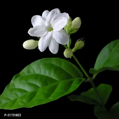 Jasmine Plant with Pot - Easy to Maintain-thumb0