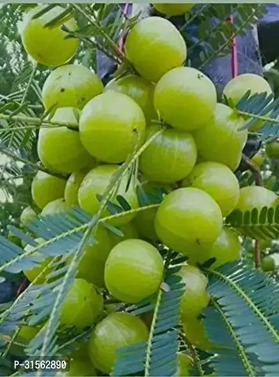 Year-Round Amla Tree - Evergreen Delight-thumb0