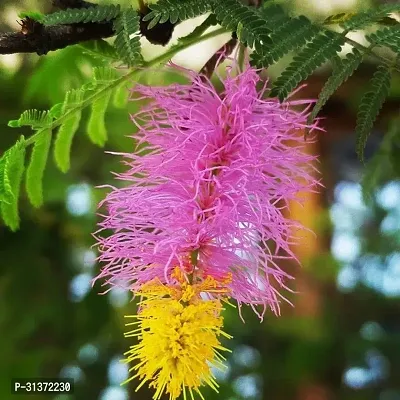 Beautiful Shami Plant in Modern Pot-thumb0