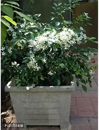 Fragrant Jasmine Plant - Ideal for Relaxation-thumb0