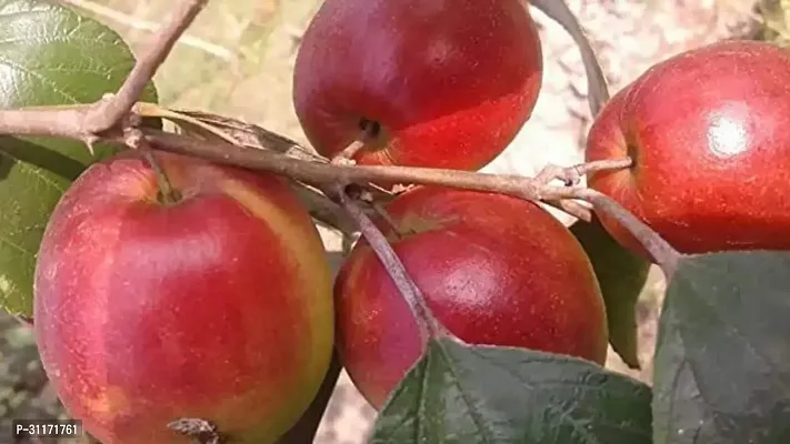 Fruiting Ber Apple Tree - Heavy Cropper-thumb3