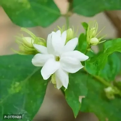 Fragrant Jasmine Plant for Relaxation-thumb0