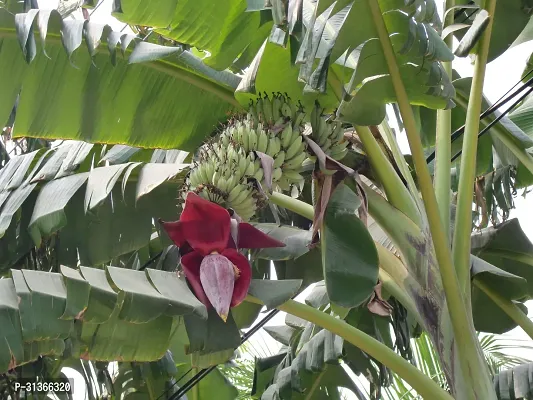 Tropical Indoor Banana Plant - Add a Touch of Green-thumb0