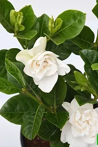 Potted Jasmine Plant - Ideal for Patios and Balconies-thumb1