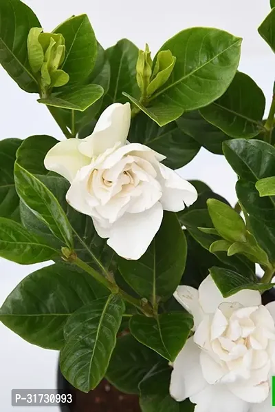 Potted Jasmine Plant - Ideal for Patios and Balconies-thumb2