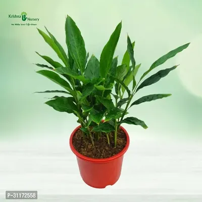 Live Elaichi Plant - Fresh and Aromatic-thumb0