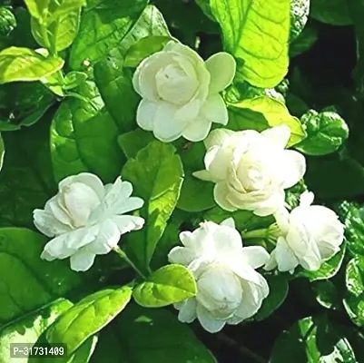 Potted Jasmine Plant - Easy to Grow and Maintain-thumb0