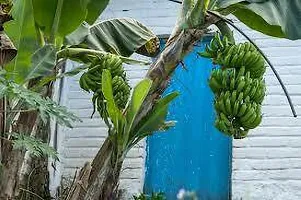 Fresh Live Banana Plant - Ready to Grow-thumb1