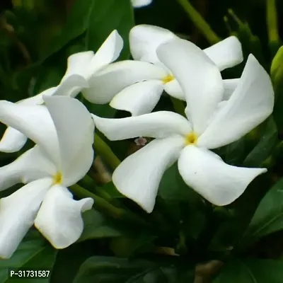 Potted Jasmine Plant - Ideal for Patios and Gardens-thumb0