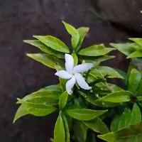 Live Jasmine Plant - Easy Care and Beautiful-thumb1