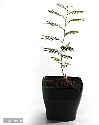 Prosopis Cineraria - Desert Jewel-thumb0