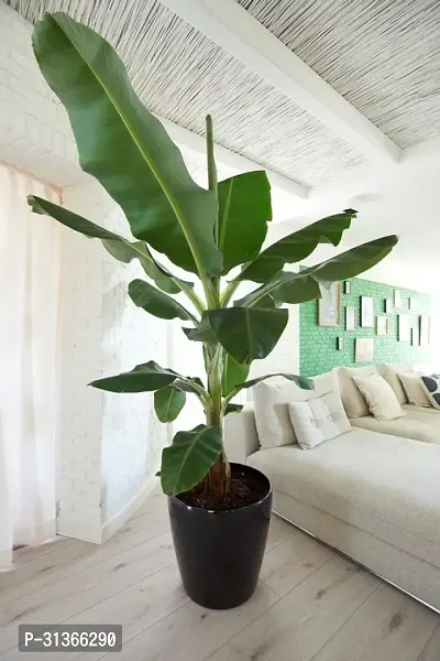 Live Edible Musa Banana Plant - Ideal for Home Gardens-thumb0