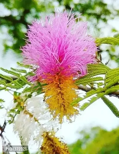 Sacred Shami Plant in Stylish Pot-thumb0