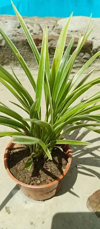 Pet-Friendly Spider Plant - Indoor Greenery-thumb1