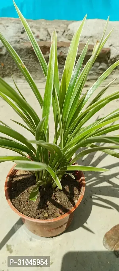 Pet-Friendly Spider Plant - Indoor Greenery-thumb2