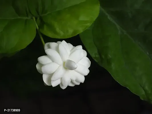 Fragrant Jasmine Plant - Adds Elegance and Freshness-thumb0