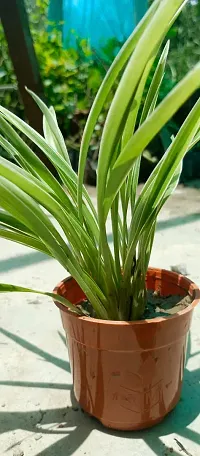 Spider Plant - Indoor Air Purifying Houseplant-thumb2