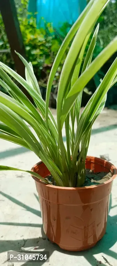 Spider Plant - Indoor Air Purifying Houseplant-thumb3