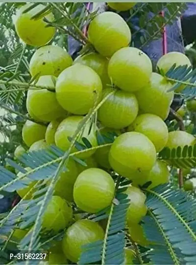 Home-Grown Amla Plant - Garden Fresh-thumb0